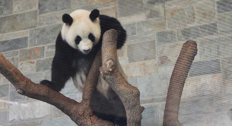 Panda in Adelaide Zoo 